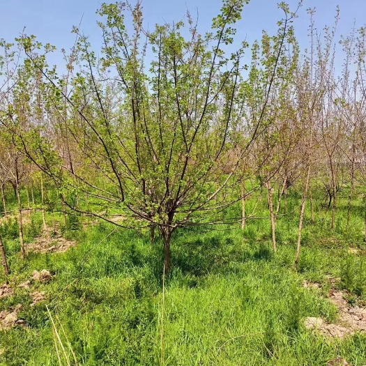 围场县红叶黄栌 黄栌