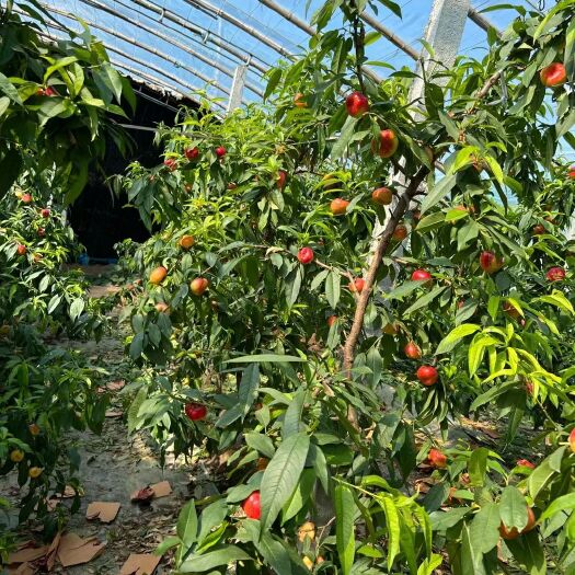 威县油蟠桃金平美6-6-36-5蟠九蟠七油蟠桃上市了