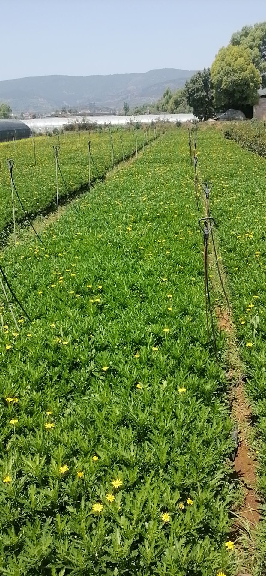 黄金菊    木春菊     木春菊  云南木春菊