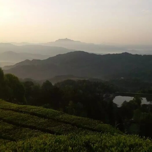英山县2022年谷雨前 高山烘青绿茶