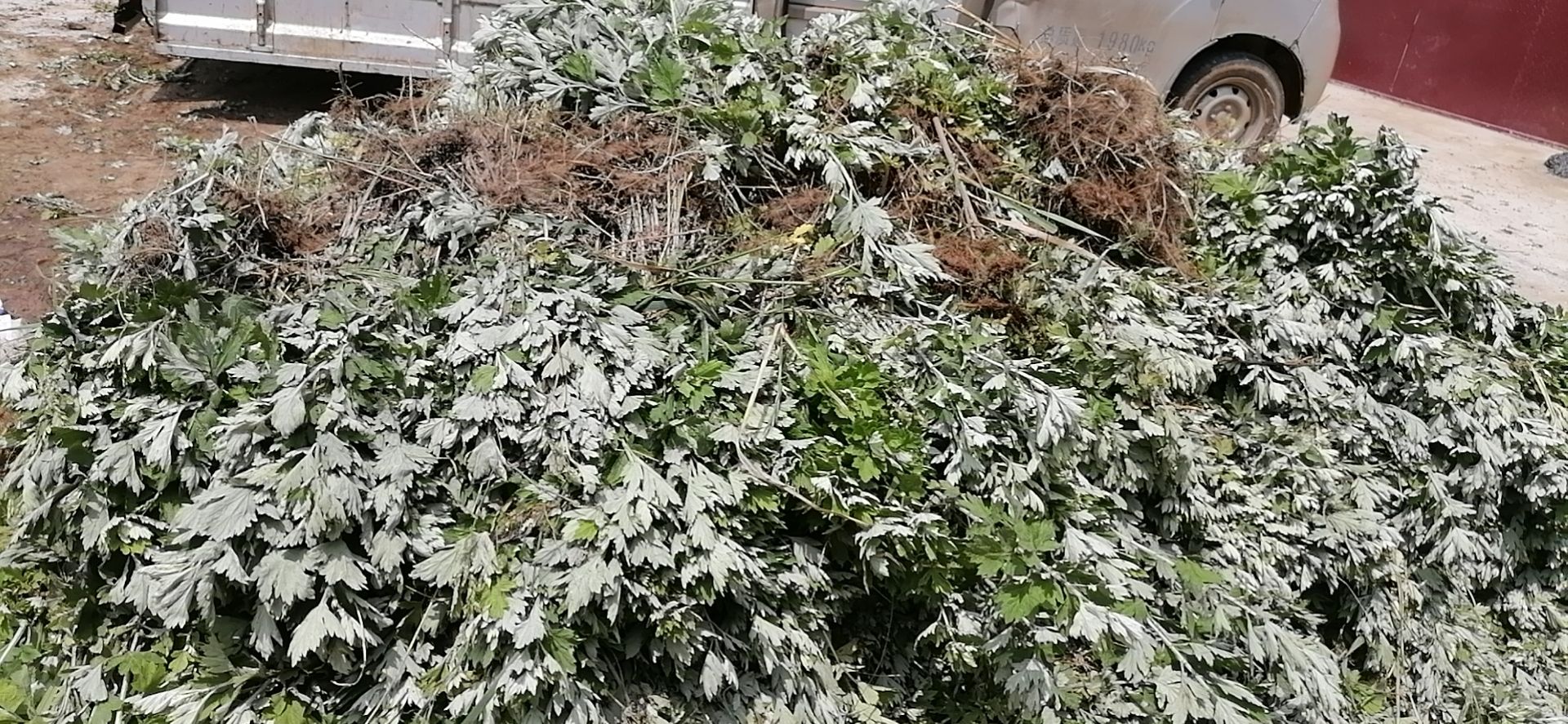 艾草苗大叶五尖成活力强高抗旱抗涝基地直发全程提供技术指导