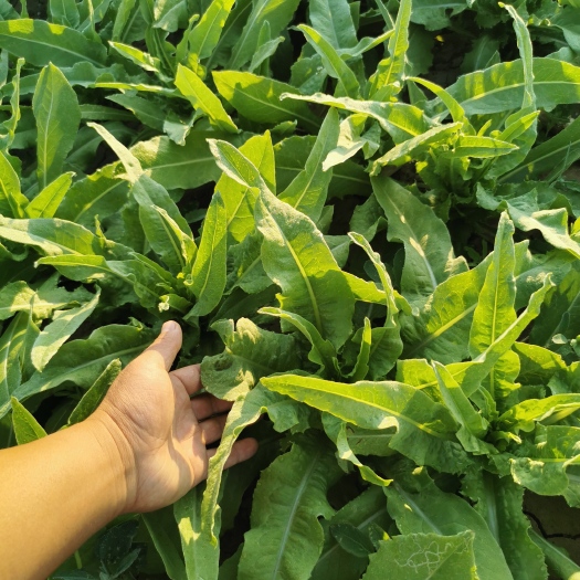 望都县 油麦菜 精品油麦菜 量大从优 欢迎来电