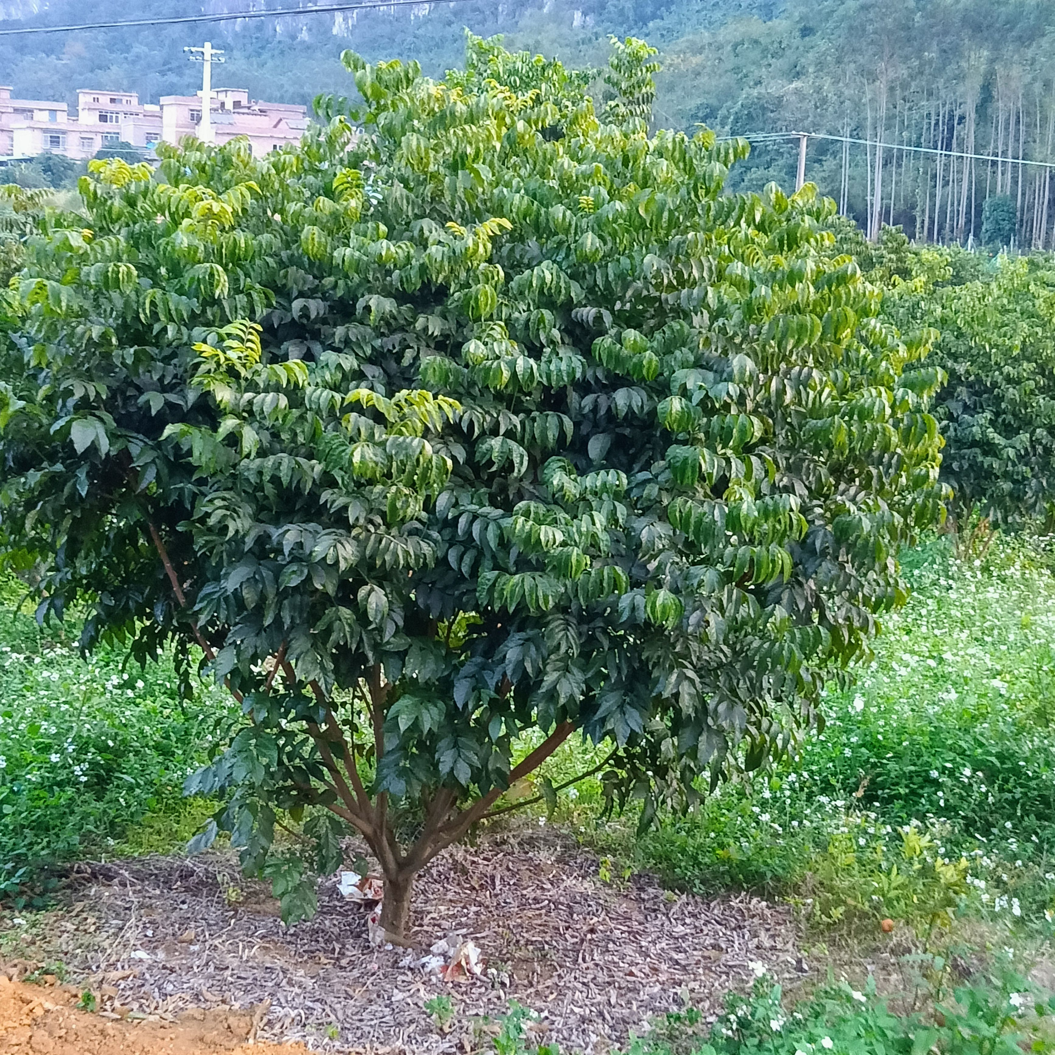 鸡心黄皮苗  黄皮果苗 黄皮，丛生黄皮果树