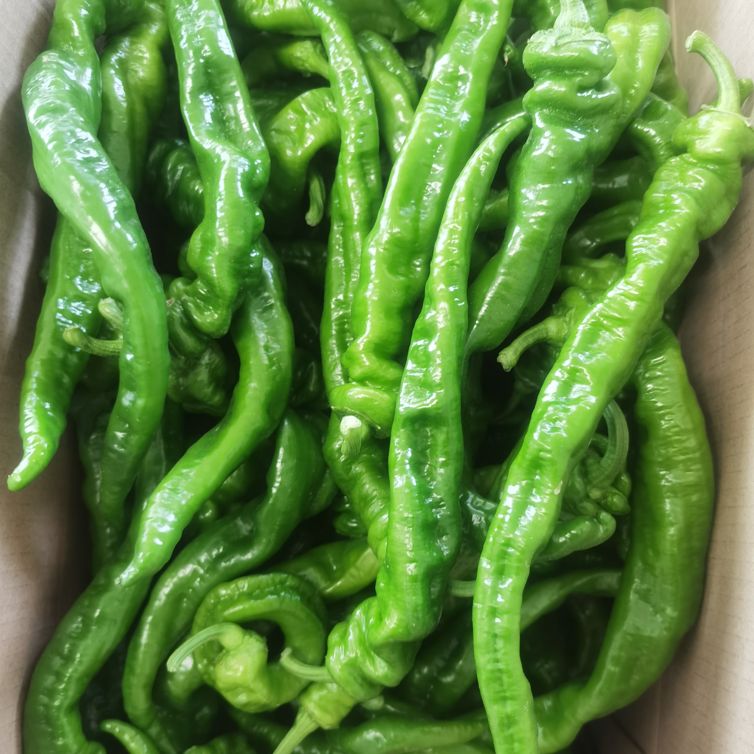 大棚种植绿色蔬菜螺丝椒