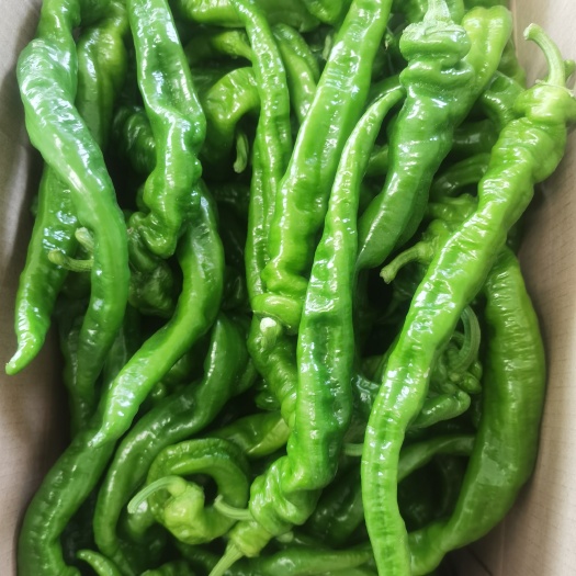 富平县大棚种植绿色蔬菜螺丝椒