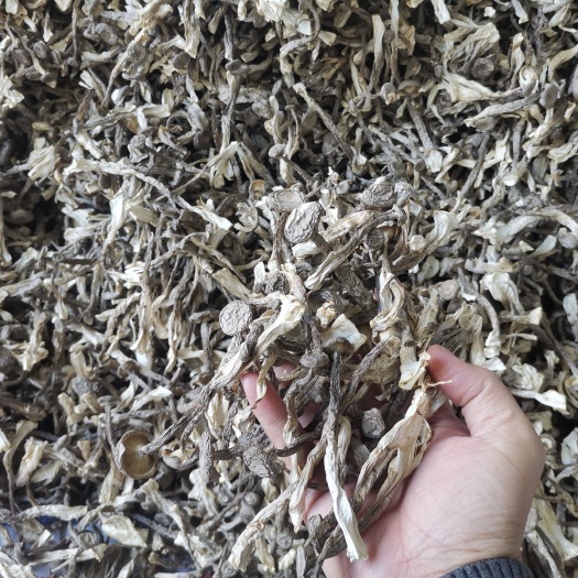 漳浦县 鹿茸菇干