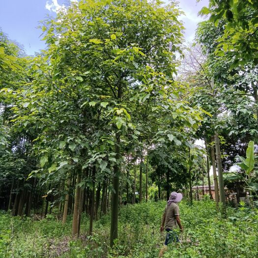 火焰木 本场种有各种规划花木、苗木，品种有：东魁杨梅20-2