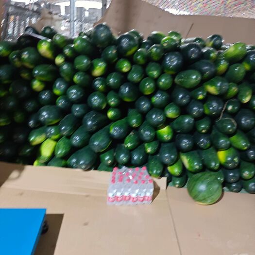 瑞安市黑皮冬瓜 冬瓜
