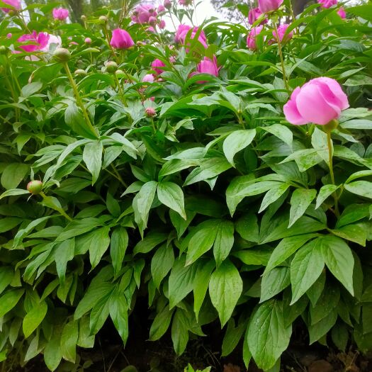 周至县 芍药