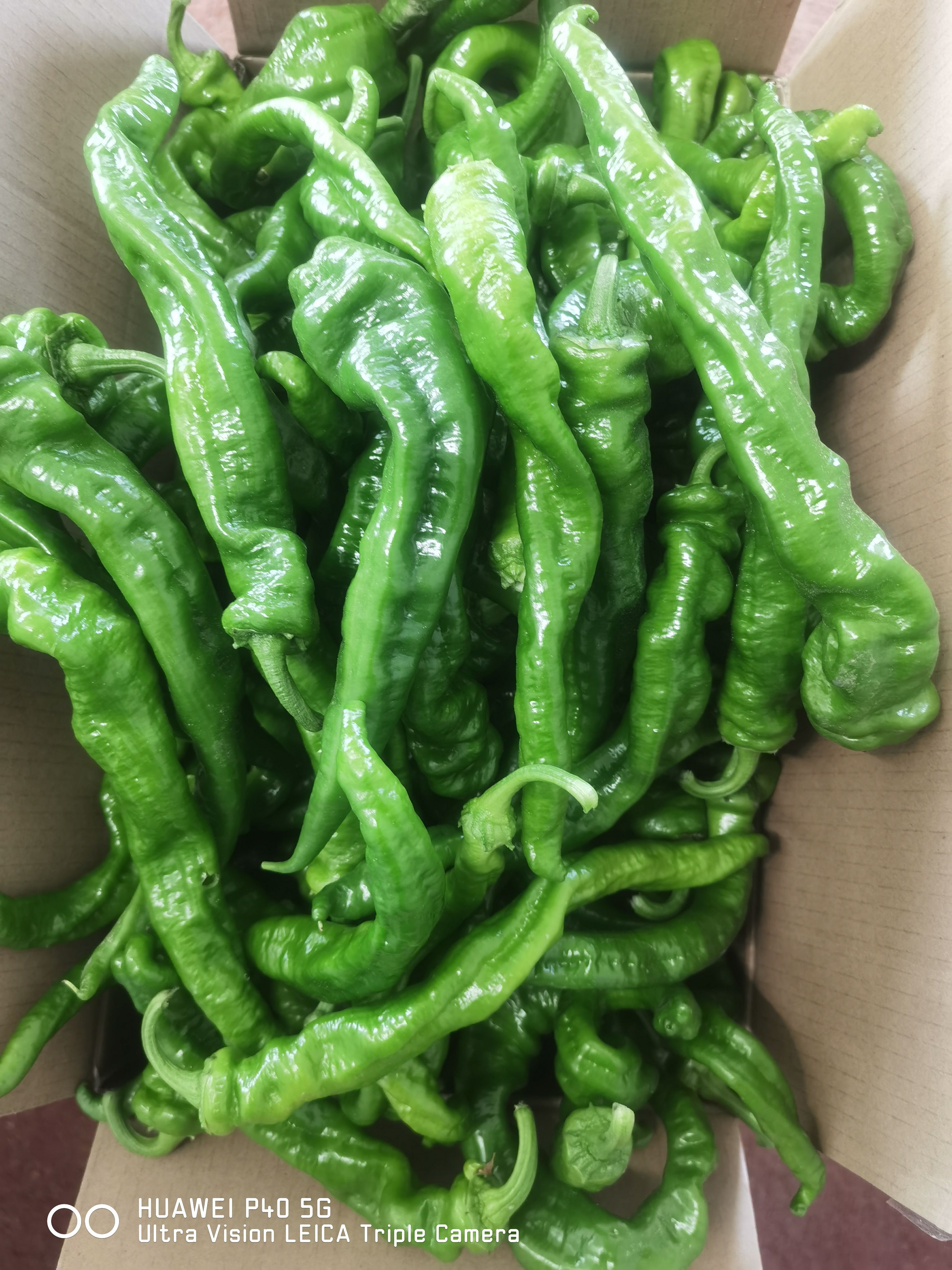 大棚种植绿色蔬菜螺丝椒