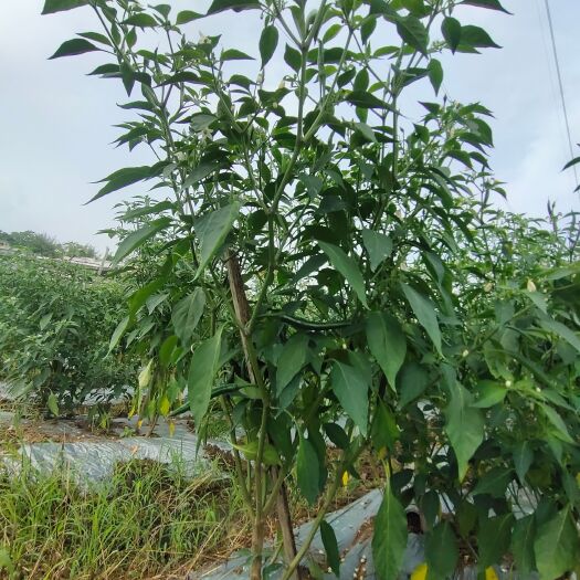 郁南县8--13cm长朝天椒