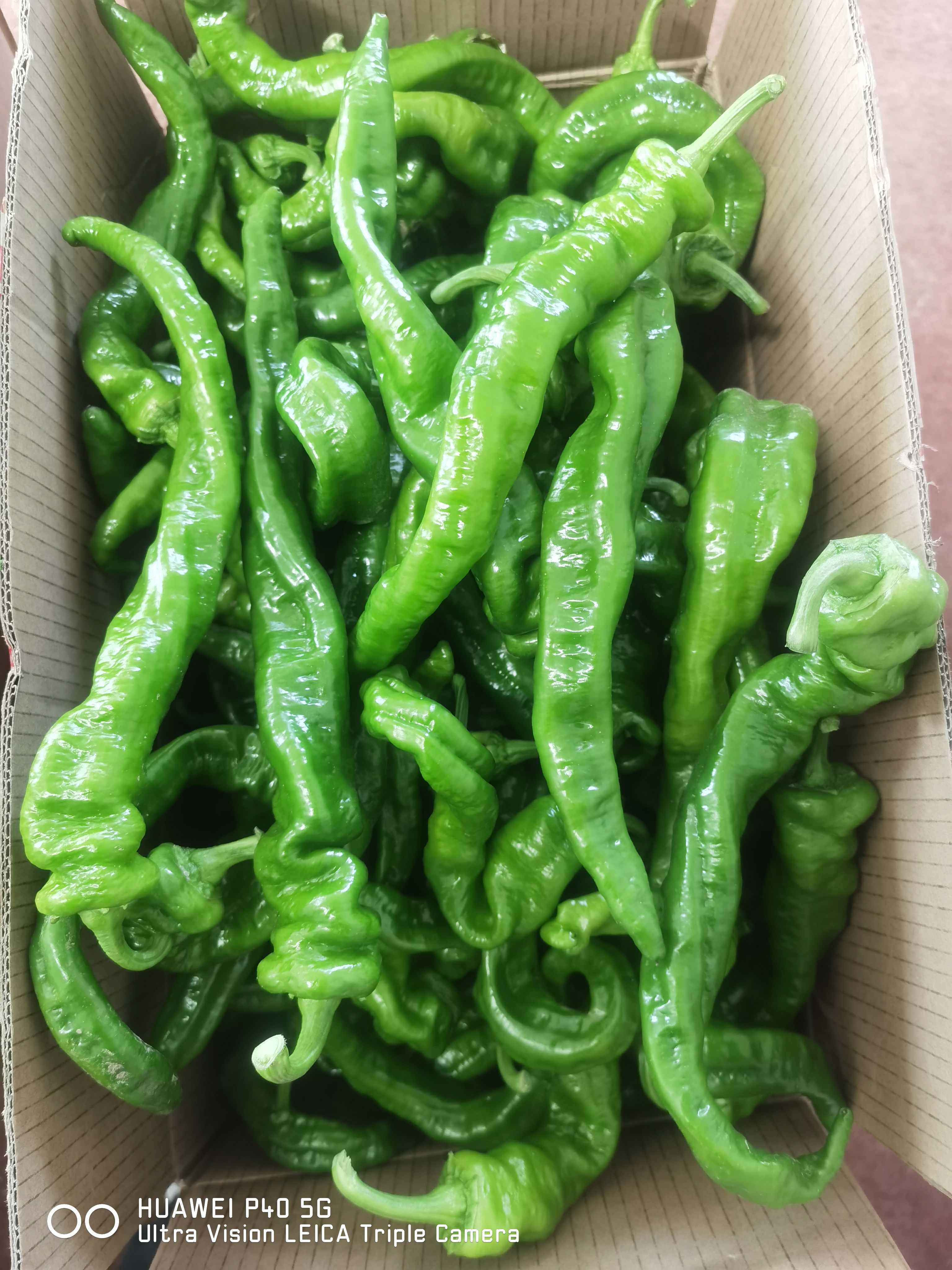大棚种植绿色蔬菜螺丝椒