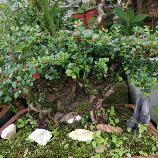大方县平枝荀子白花荀子