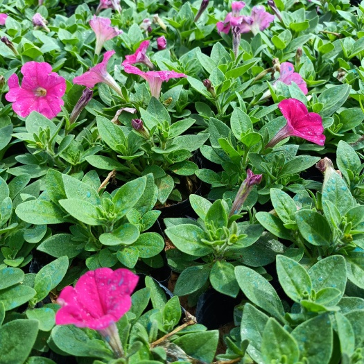 长沙 矮牵牛