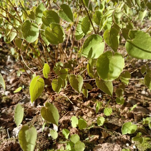 淫羊藿种苗 淫羊藿种芽 基地直发免费指导种植、管理、可包回收