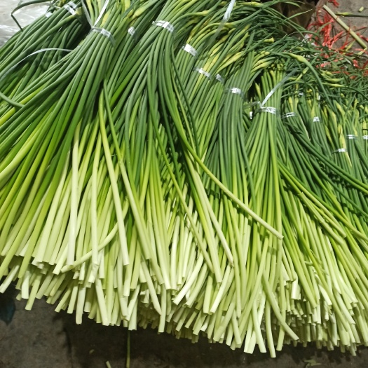 红帽蒜苔，白帽蒜苔， 山东省济宁市金乡县 50~60cm