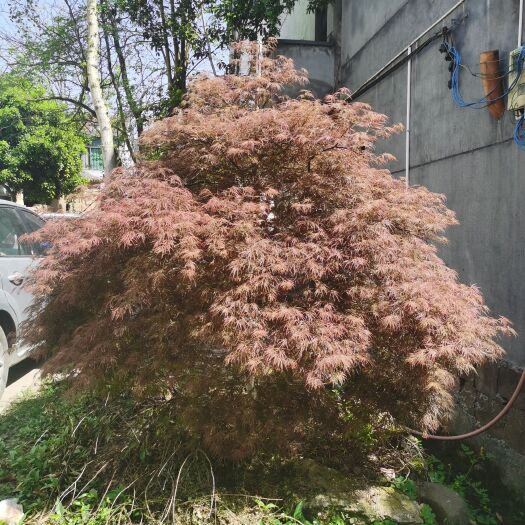 嵊州市 羽毛枫
