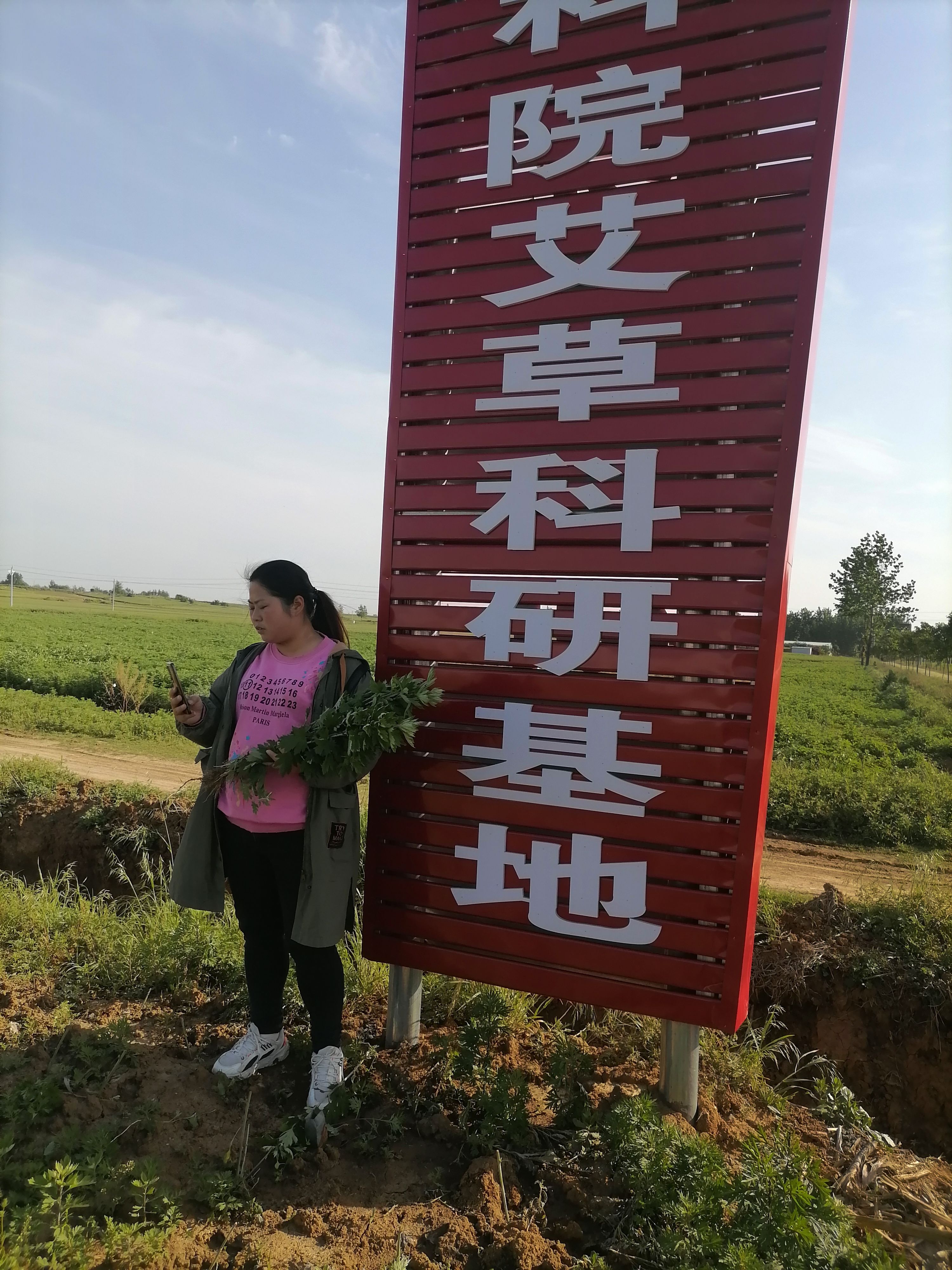 艾草苗大叶五尖成活力强高抗旱抗涝基地直发全程提供技术指导