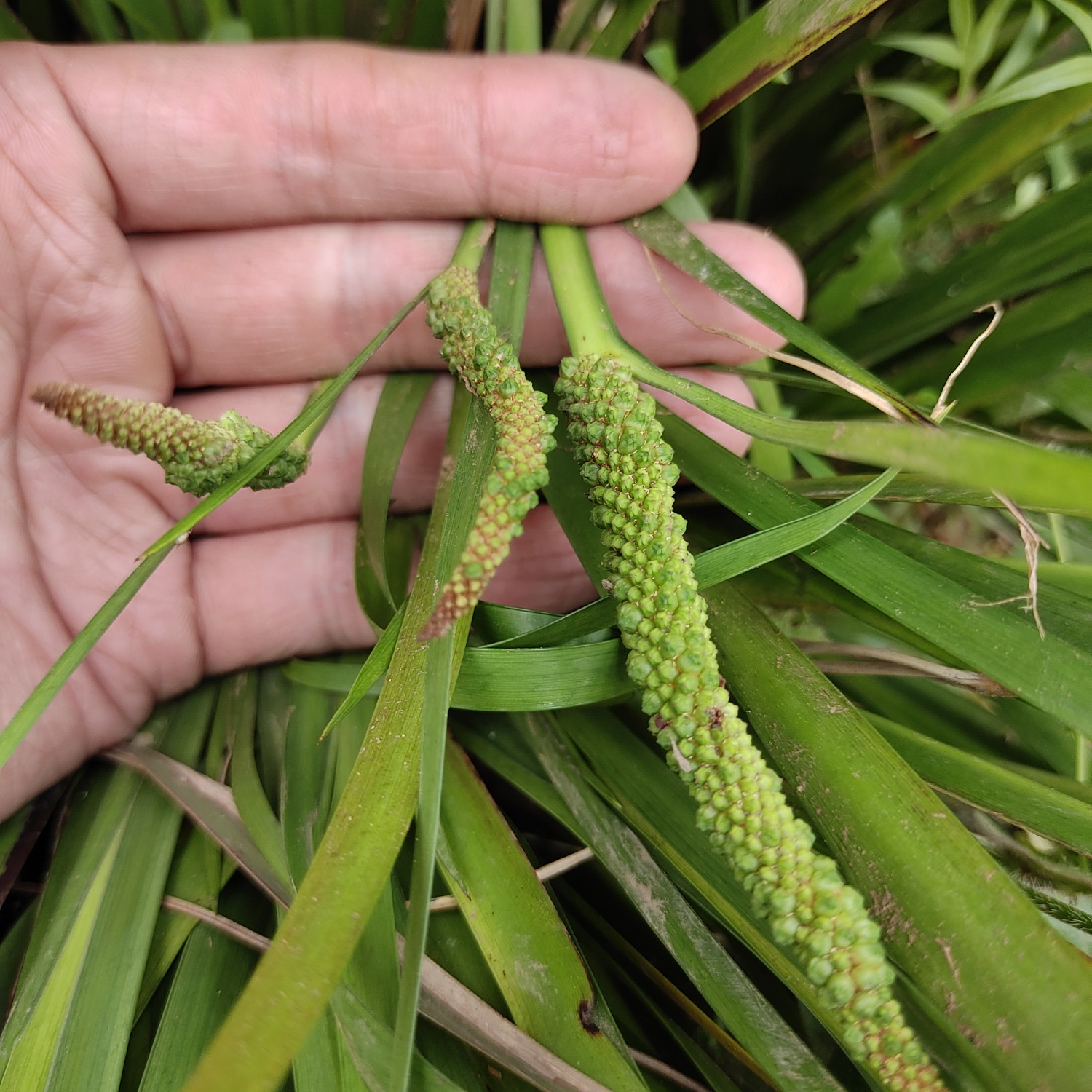 [菖蒲苗批發] 金錢蒲苗隨手香菖蒲苗可以室內盆栽觀賞及炒菜價格6元