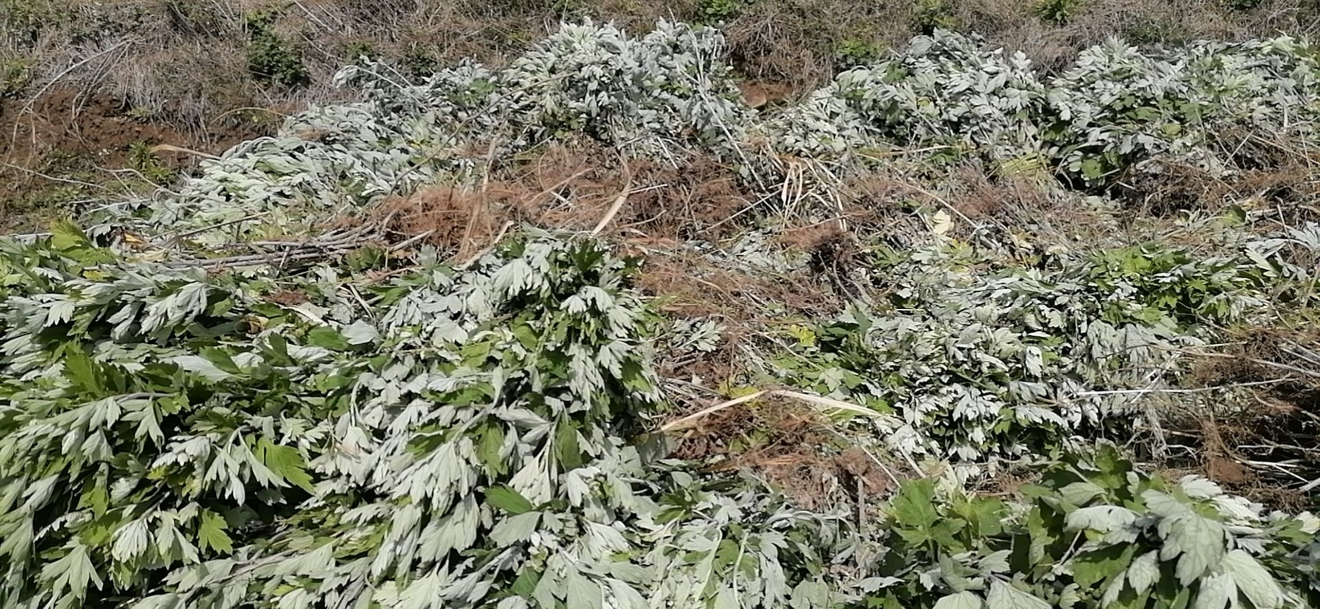 艾草苗大叶五尖成活力强高抗旱抗涝基地直发全程提供技术指导