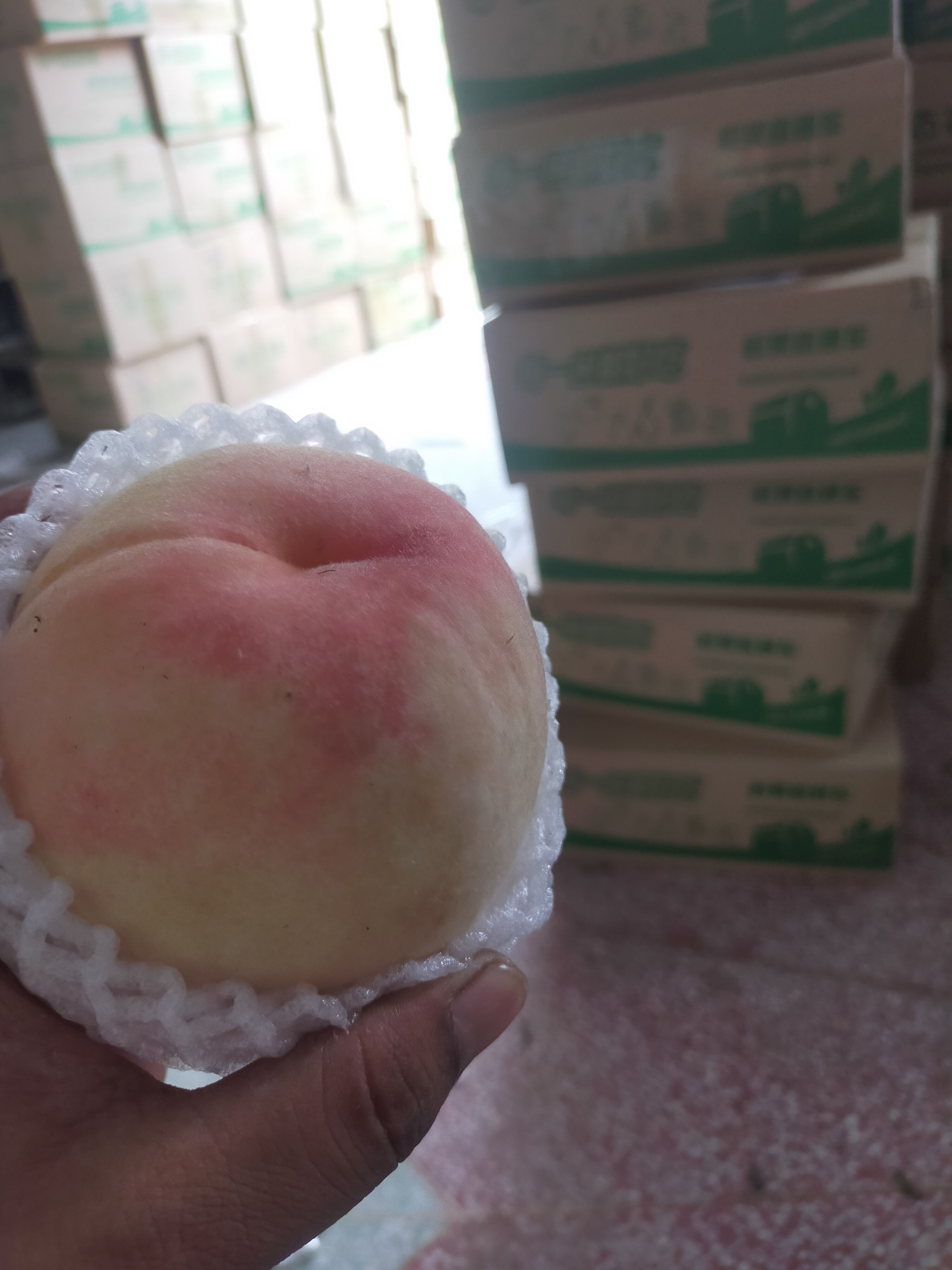 白桃 突围水蜜桃毛桃