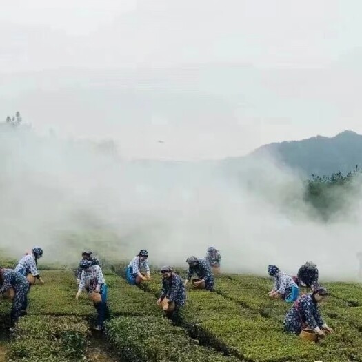 英山县2022年谷雨前 高山绿茶