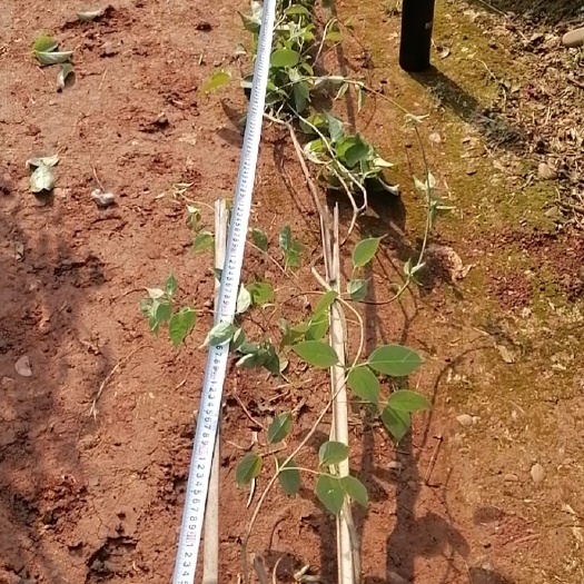 炮仗花   大杯炮仗花   小杯炮仗花