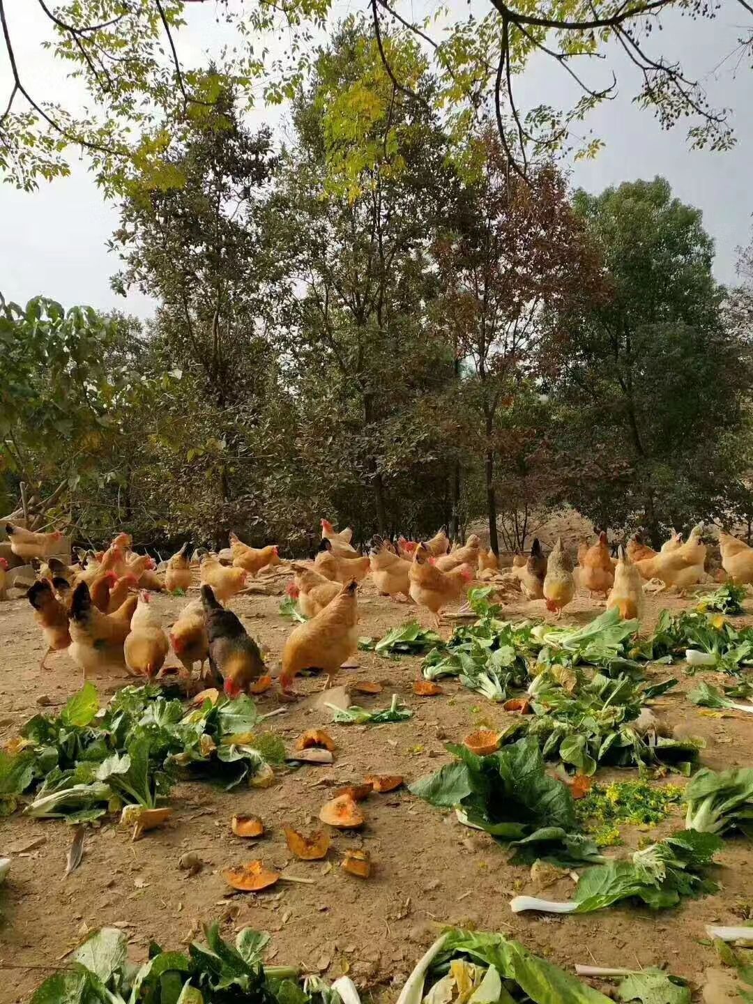 正宗山林放养土鸡  环境优美，食五谷杂粮，杂草虫子，肉质鲜