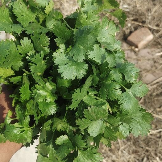 哈尔滨中叶香菜  不定时供应  现有1000多斤
