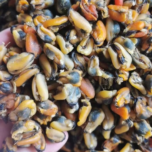 海虹干 淡菜干 青口贝  纯干货少杂质