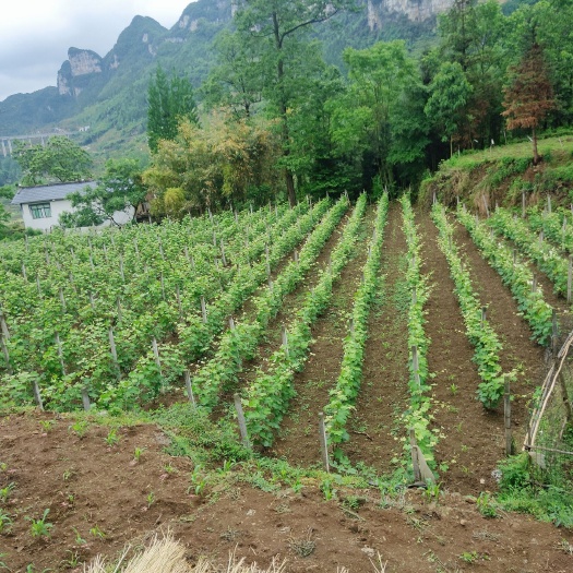 普定县巨峰葡萄苗 巨峰葡萄，苗，一年苗，两年苗，三年挂果苗！