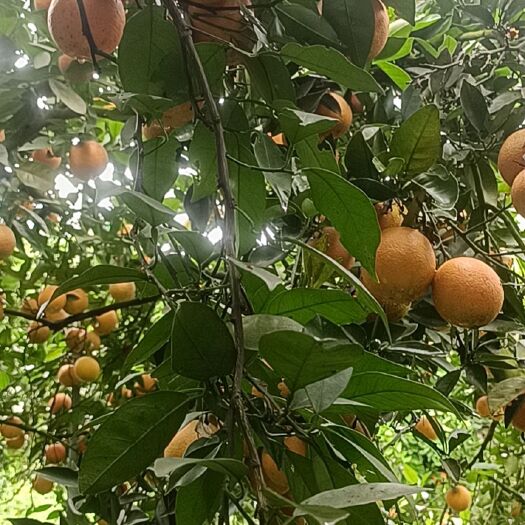 尤溪县脐橙 夏橙