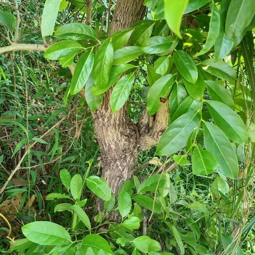 钦州广西钦州算盘子中药材 新鲜采摘 根茎类中药材 品质优良
