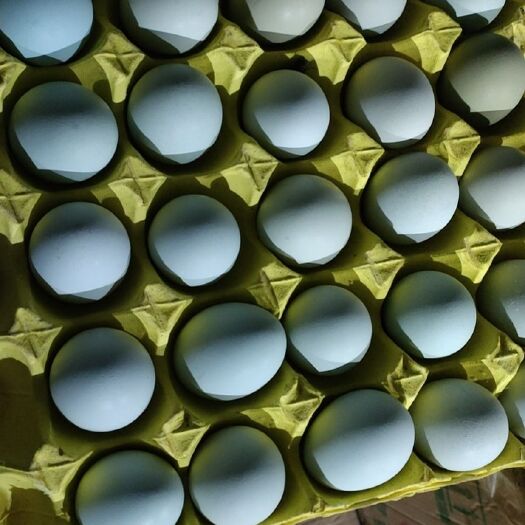 绿壳鸡蛋，乌鸡蛋