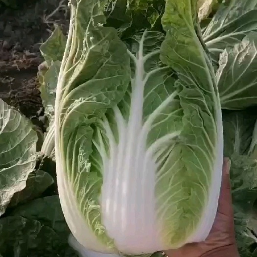 黄心大白菜  精品黄心白菜保质保量供应中