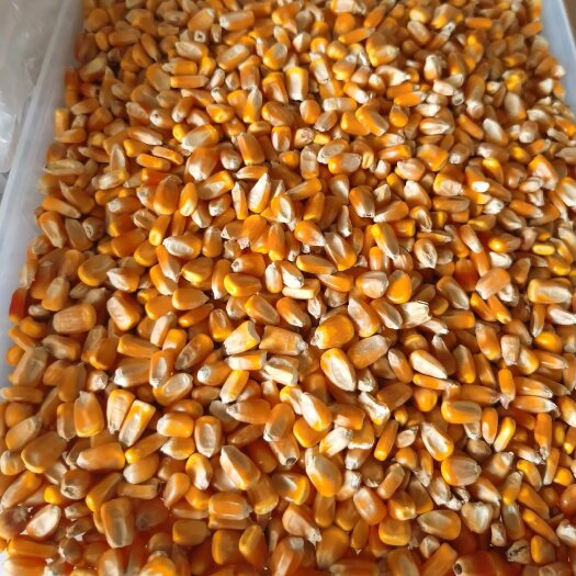 平南县黄玉米粒 优质玉米过筛中