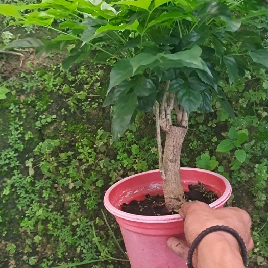 佛山菜豆树 幸福树