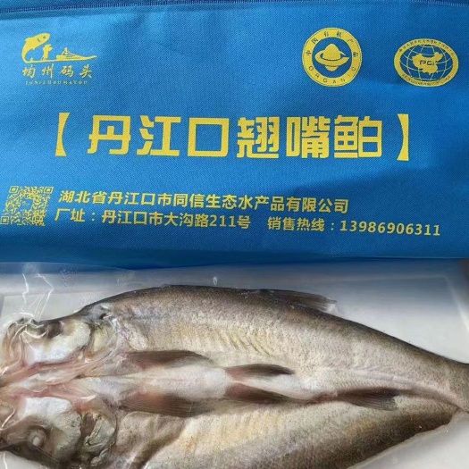 丹江口市翘嘴鲌鱼 翘嘴鱼