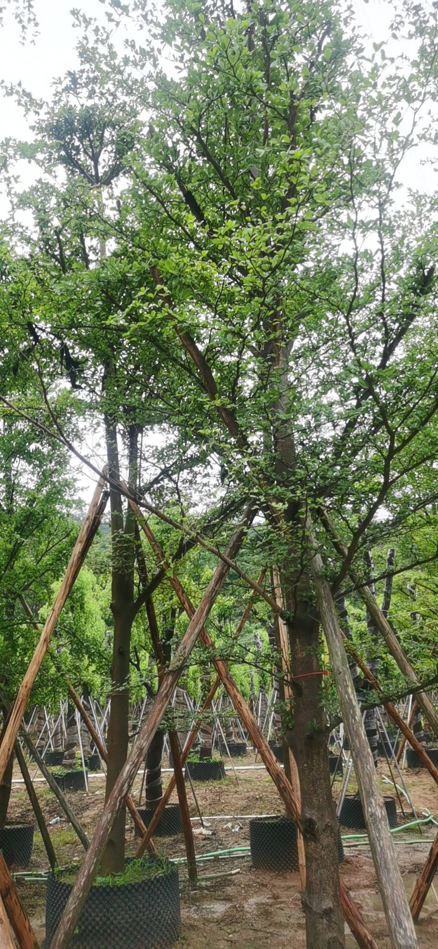 小叶榄仁
