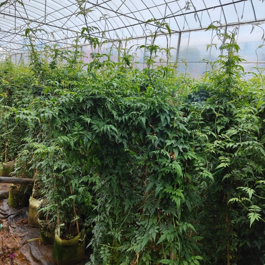  素馨花