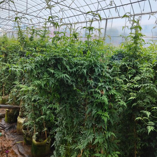 宜良县 素馨花