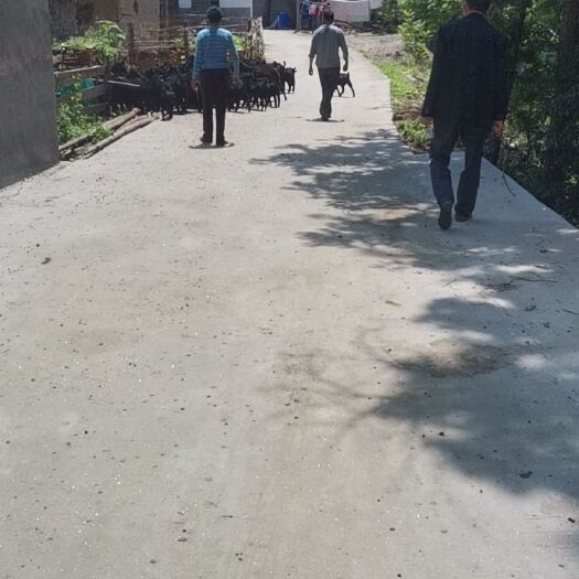 麻城市 黑山羊