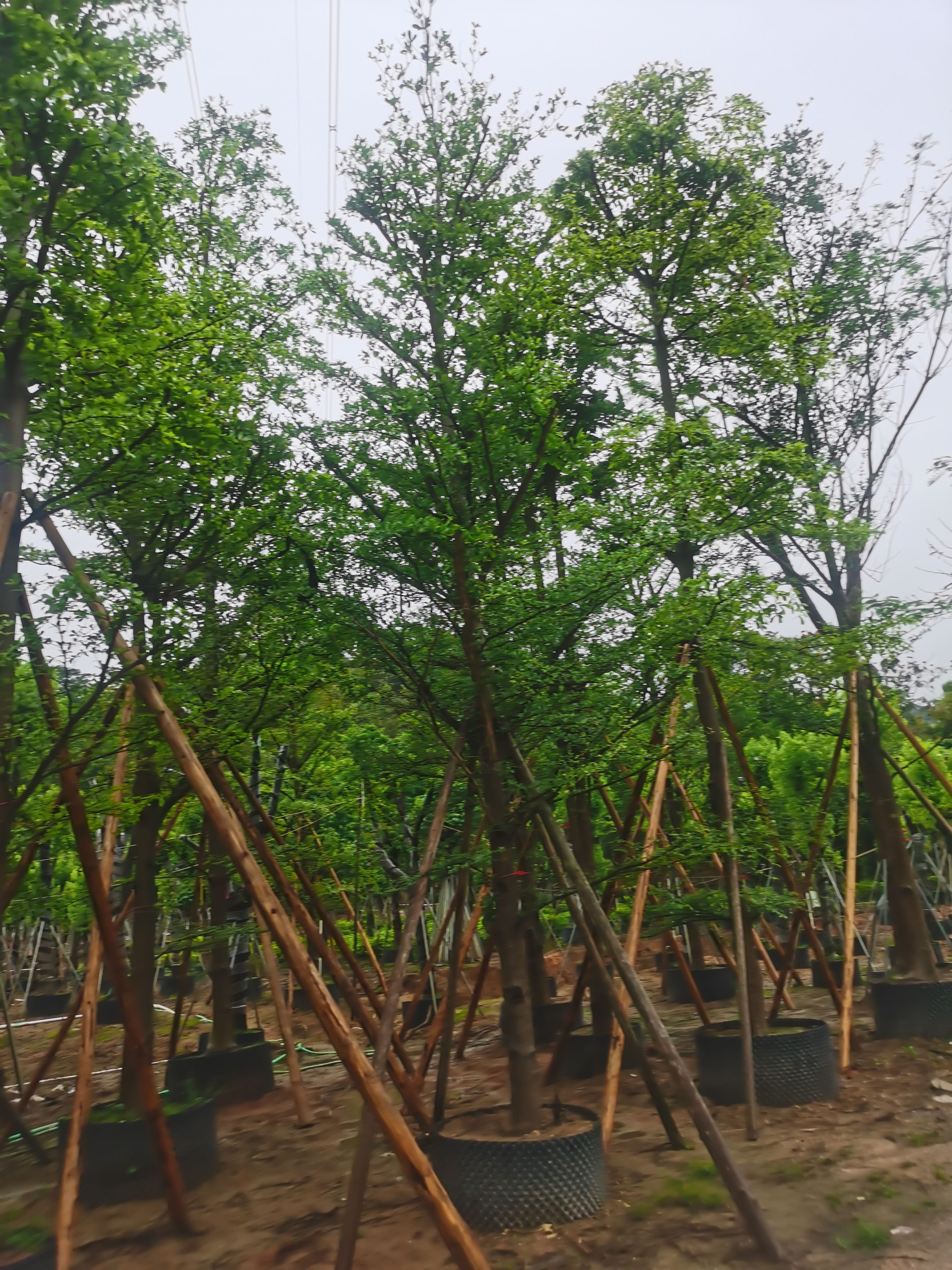 小叶榄仁