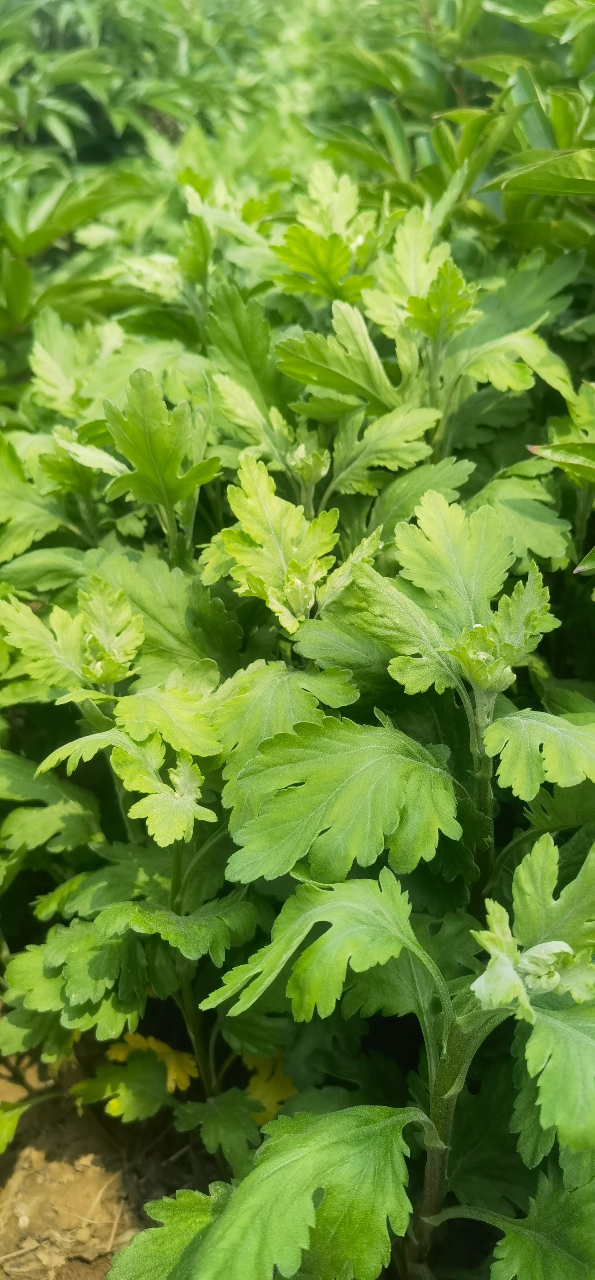 金丝皇菊苗  菊花苗  贡菊苗