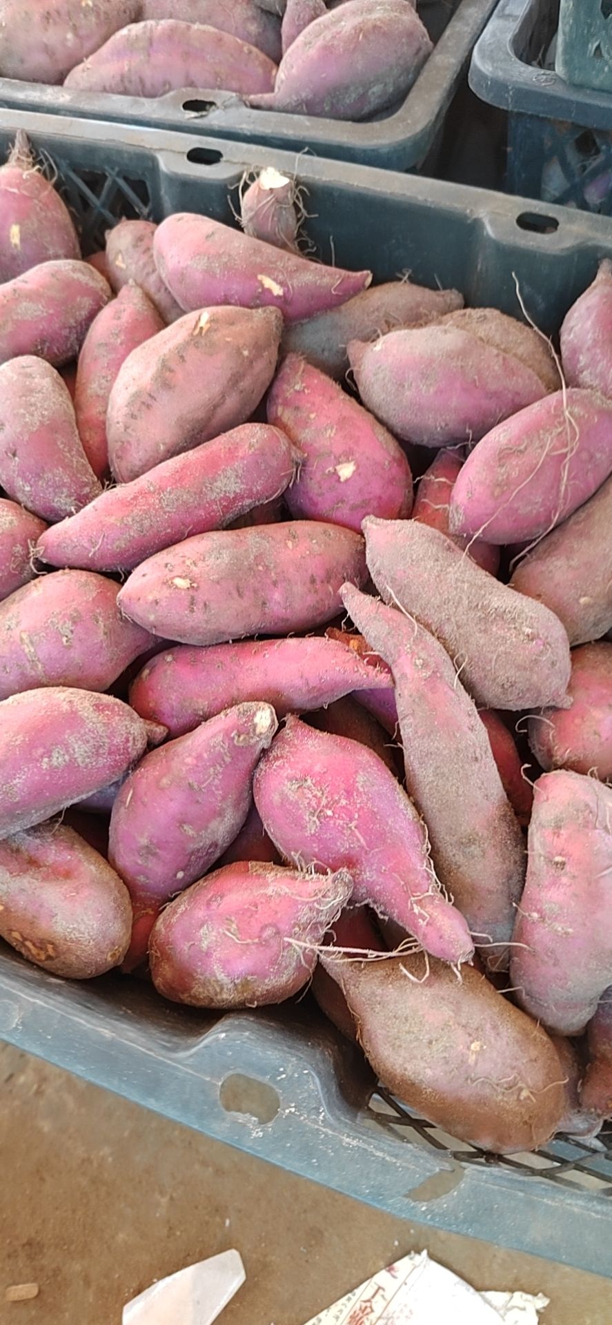 澄迈县海南桥头地瓜一件代发批发走量，粉糯香薯，
长条中果1-3两果