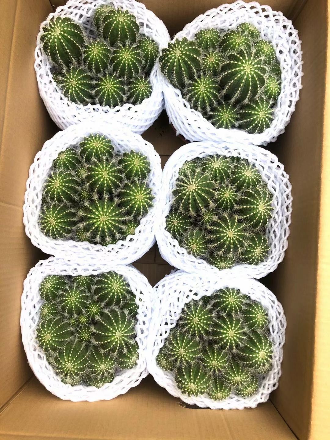  仙人球