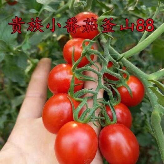 番茄小柿子  釜山888小柿子千禧圆粉圣女果小柿子代发代购