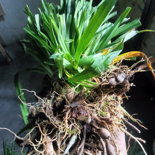 利川市 大花萱草现货，地苗都有，欢迎咨询合作