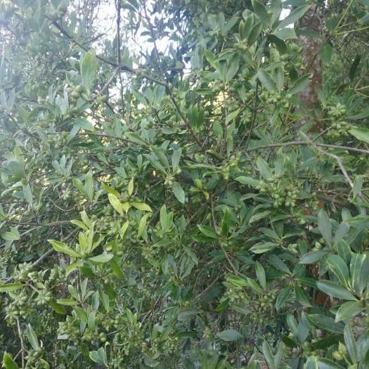 深圳大红八角 本人种植百亩八角林    现有大量干八角批发
