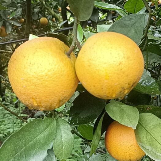 尤溪县 夏橙